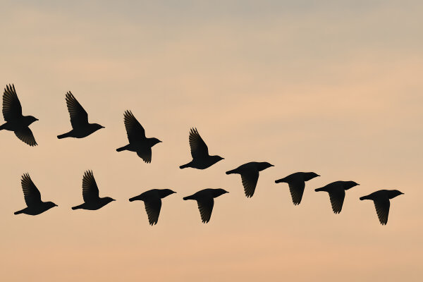 Fliegende Vögel Am Abendhimmel